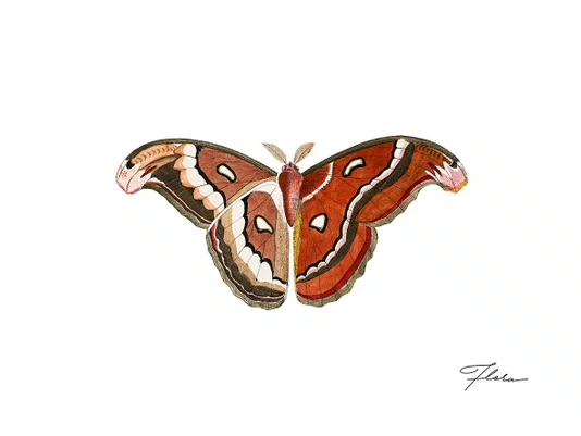 Quadro Borbo com Moldura A02 Por Estúdio Flora