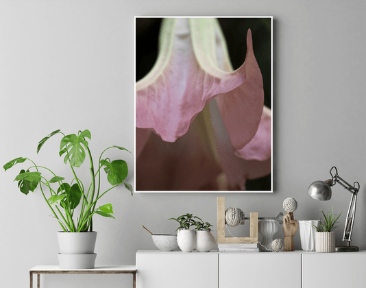 Quadro Brugmansia suaveolens Por Ivan Araújo Quadro Brugmansia suaveolens Por Ivan Araújo