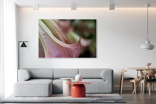 Quadro Brugmansia suaveolens Por Ivan Araújo Quadro Brugmansia suaveolens Por Ivan Araújo