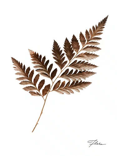 Quadro Folha com Moldura A25 Por Estúdio Flora
