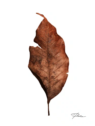 Quadro Folha Seca com Moldura A25 Por Estúdio Flora