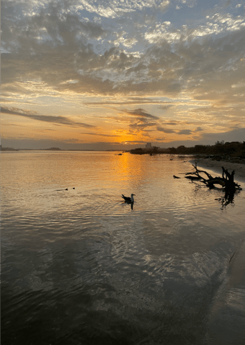 Quadro Pato na Lagoa Por Cida Hoffmann