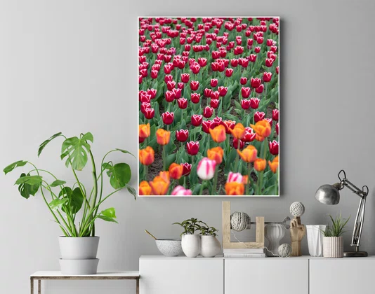 Quadro Tulipas na Primavera de Ottawa Por Ivan Araújo Quadro Tulipas na Primavera de Ottawa Por Ivan Araújo