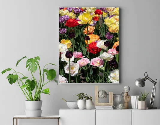 Quadro Tulipas na Primavera de Ottawa Por Ivan Araújo Quadro Tulipas na Primavera de Ottawa Por Ivan Araújo