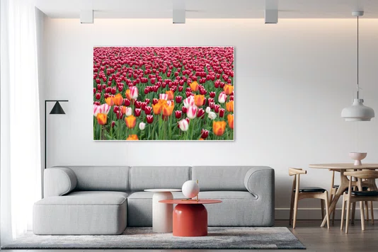 Quadro Tulipas na Primavera de Ottawa Por Ivan Araújo Quadro Tulipas na Primavera de Ottawa Por Ivan Araújo