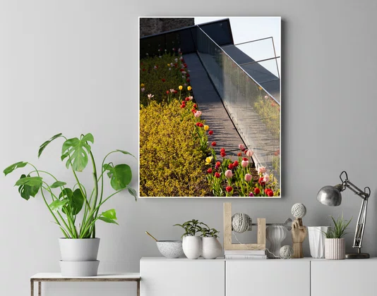 Quadro Tulipas no Final da Tarde da Primavera de Ottawa Por Ivan Araújo Quadro Tulipas no Final da Tarde da Primavera de Ottawa Por Ivan Araújo