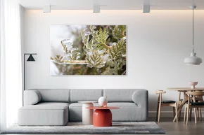 Quadro Árvore Cristalizada em Chuva Congelante Por Ivan Araújo