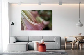 Quadro Brugmansia suaveolens Por Ivan Araújo