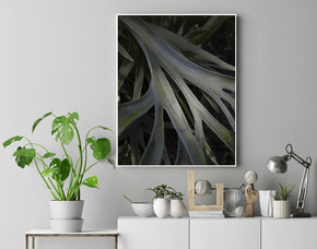 Quadro Folhas no Jardim do Inhotim Por Ivan Araújo