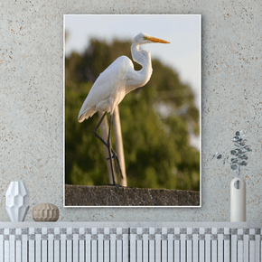 Quadro Garça-branca-grande Por Cida Hoffmann