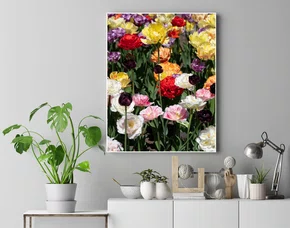 Quadro Tulipas na Primavera de Ottawa Por Ivan Araújo