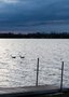 Quadro Gansos em um Lago no Começo da Manhã Por Ivan Araújo