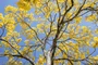 Quadro Ipê Amarelo no Interior de Minas Gerais Por Ivan Araújo