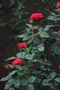 Quadro Rosas Vermelhas Por Cida Hoffmann